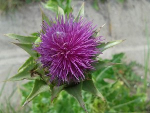 Thistle - photo by A.Bond